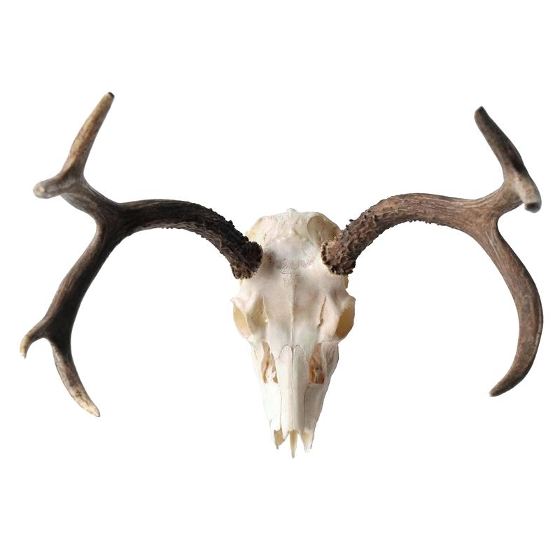 Mule Deer Skull Drawing at Explore collection of