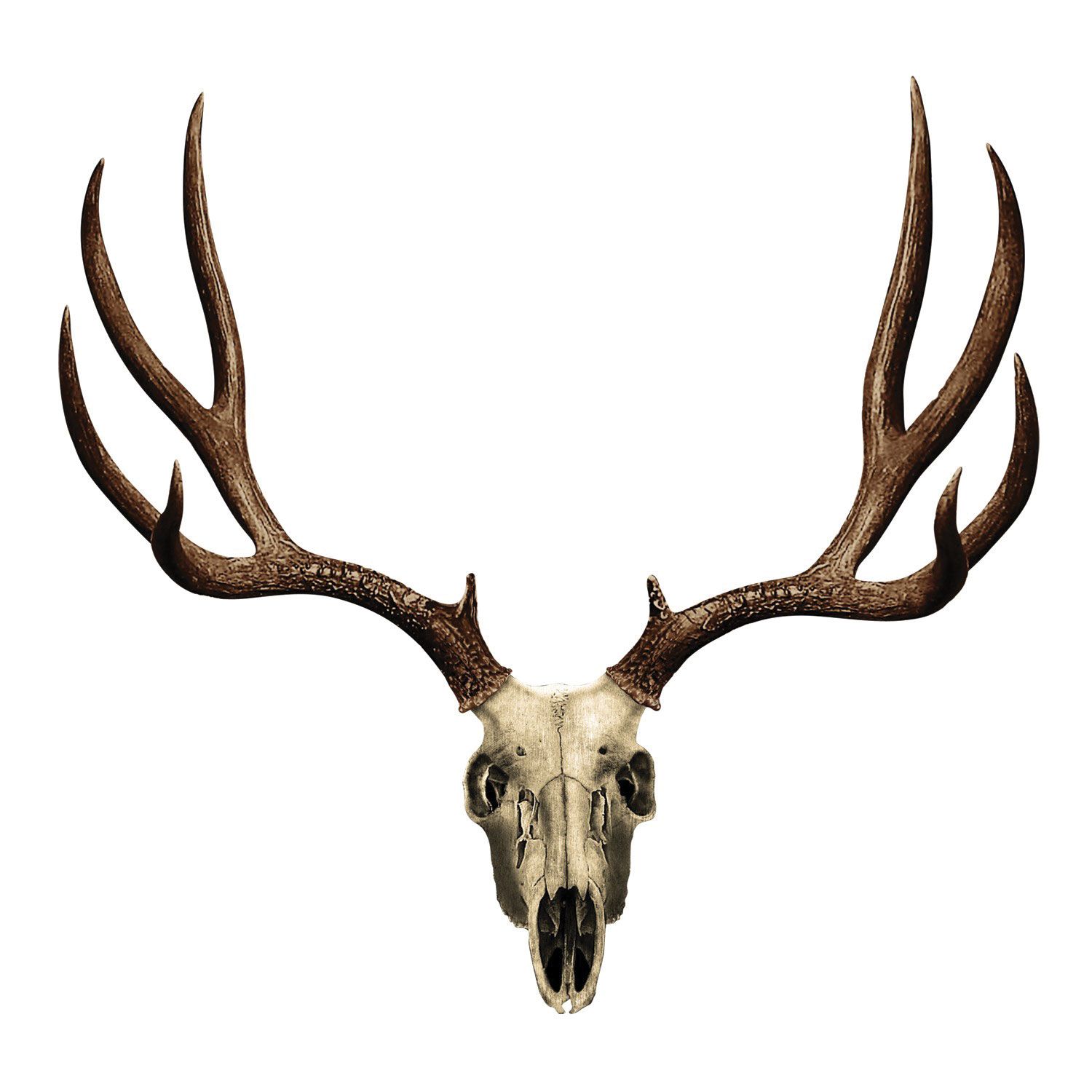 Mule Deer Skull Drawing at Explore collection of