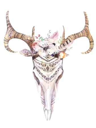 338x450 animal skull art deer drawing artists mule clip ninushome - Mule Deer Skull Drawing