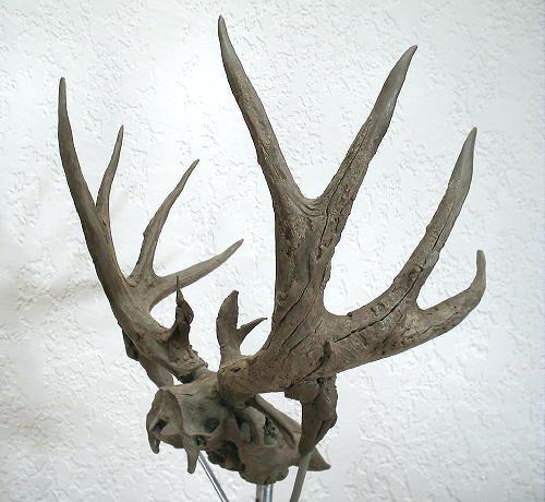 500x460 deer skull drawing side view deer skull - Mule Deer Skull Drawing