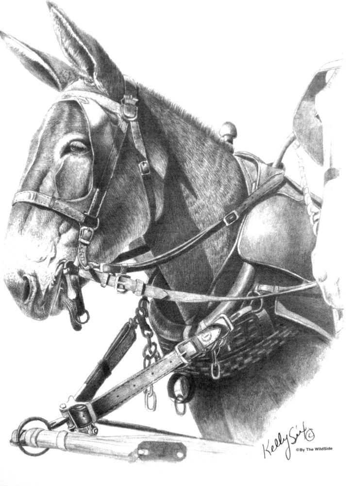 723x1000 custom draft mule pencil drawing type design sweatshirt youth - Mule Drawing