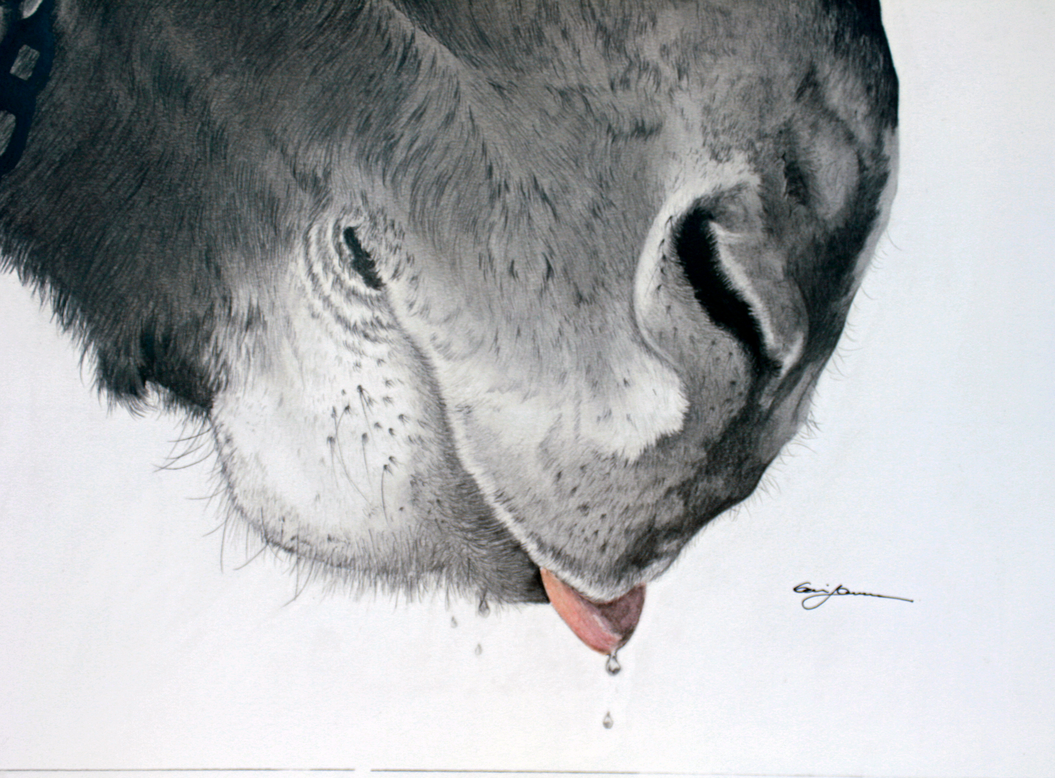 3453x2547 Drips Of Water Defining The West - Mule Drawing