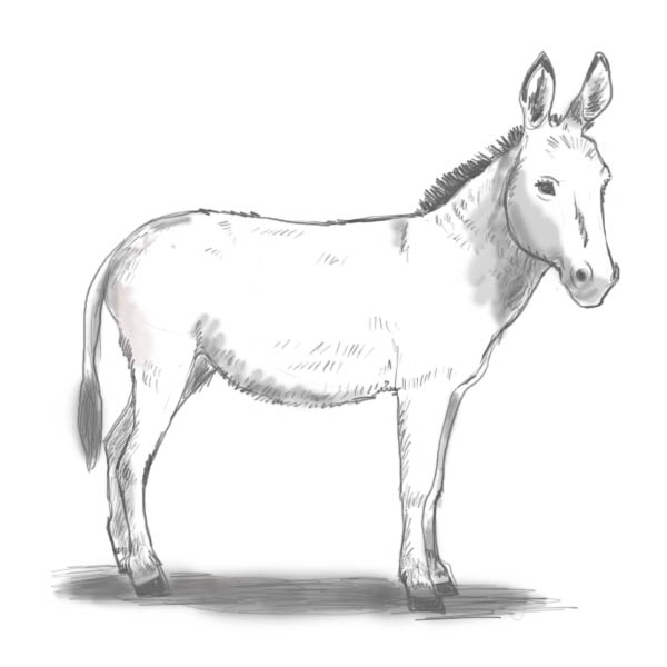 600x600 How To Draw A Donkey - Mule Drawing