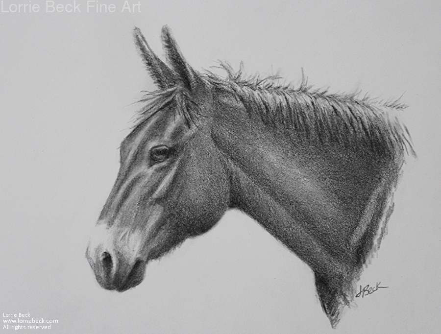 900x682 lorrie beck - Mule Drawing