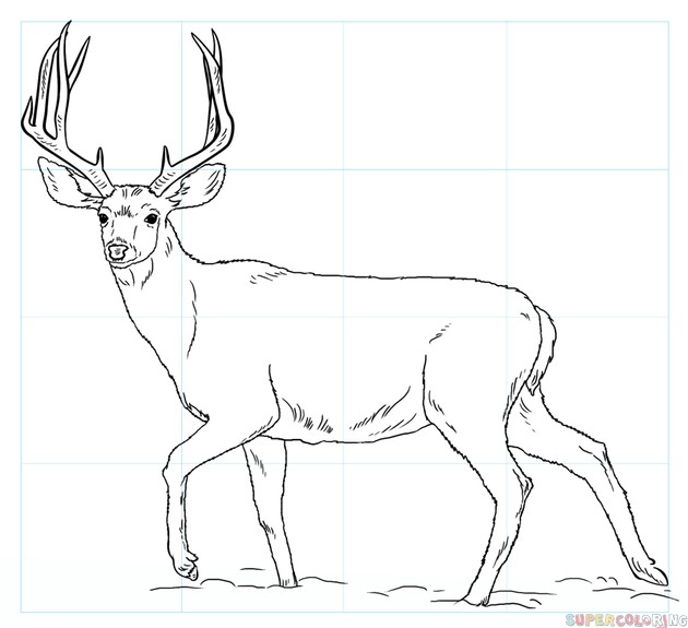 630x575 mule deer how to draw on a realistic - Mule Drawing