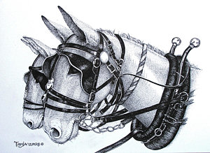 300x219 mule drawings fine art america - Mule Drawing
