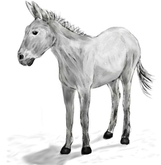638x656 pack mule drawing - Mule Drawing