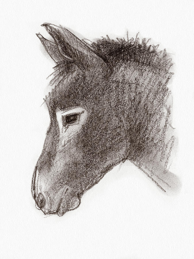 Mule Drawing at Explore collection of Mule Drawing