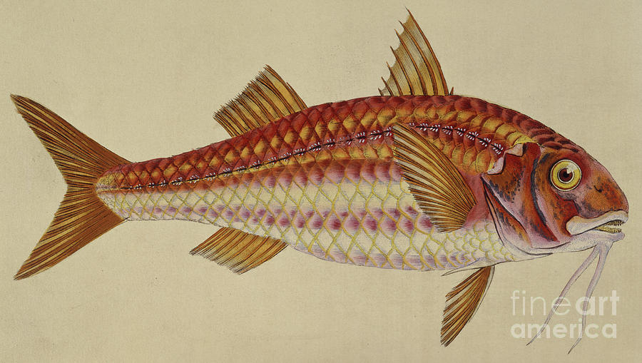 900x509 red mullet drawing - Mullet Drawing
