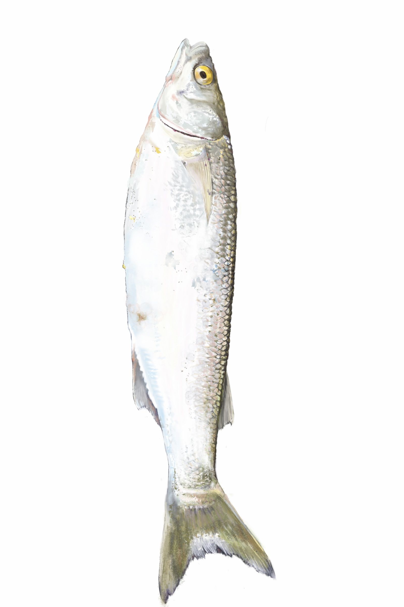 1600x2400 yellow eye mullet iphone drawings of fish fish drawings - Mullet Drawing