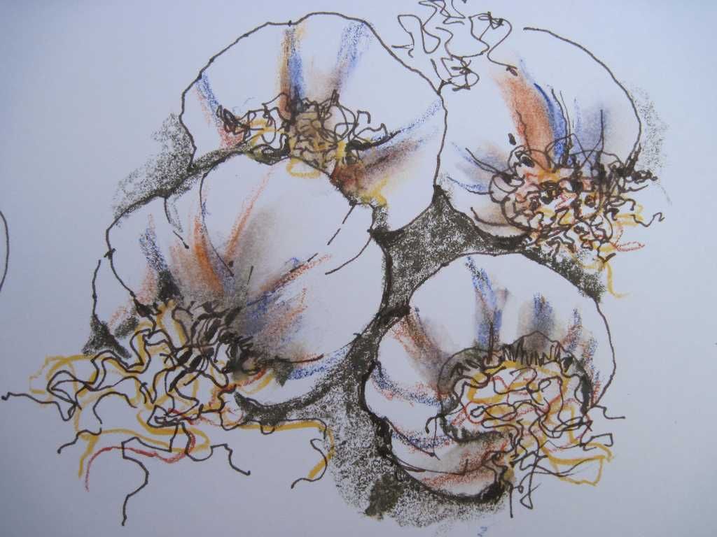 1024x768 garlic drawing - Multimedia Drawing