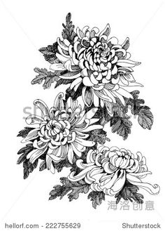 236x329 best chrysanthemum drawing images botanical illustration - Mum Flower Drawing