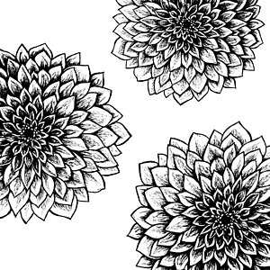 300x300 mum flowers drawings fine art america - Mum Flower Drawing