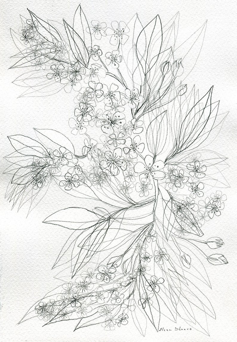 794x1143 original pencil drawing flower illustration blossom wall etsy - Mum Flower Drawing