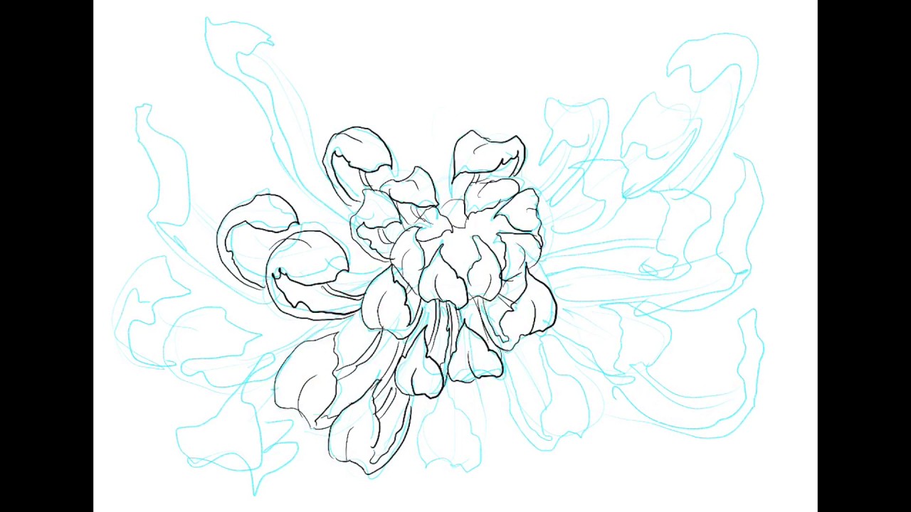 1280x720 spider mum in procreate - Mum Flower Drawing