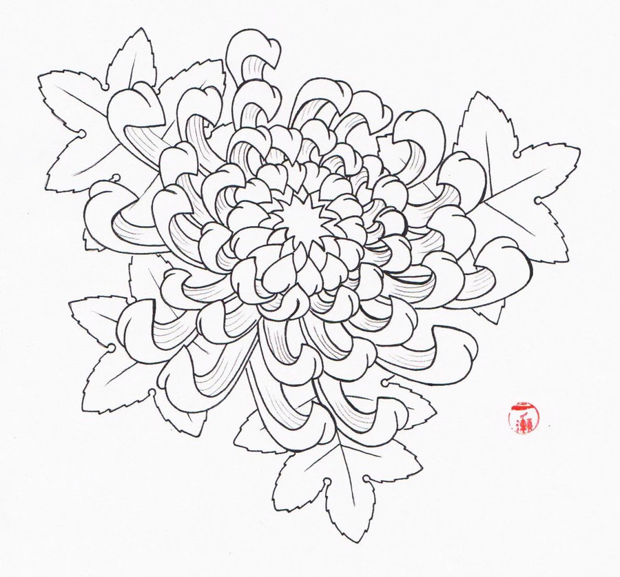 900x837 chrysanthemum drawing step - Mum Flower Drawing