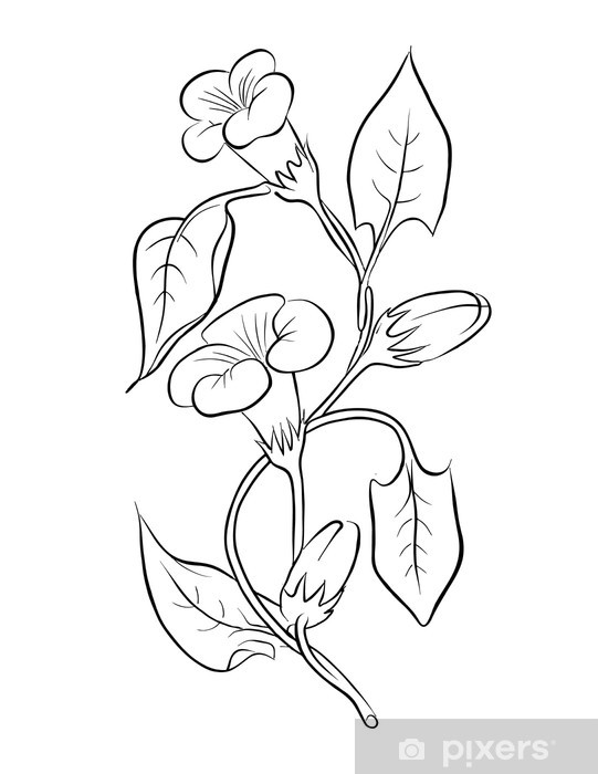 541x700 vector bindweed freehand drawing wall mural we live - Mural Drawing