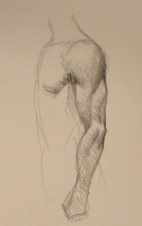500x792 draw arm muscles side view - Muscle Arm Drawing