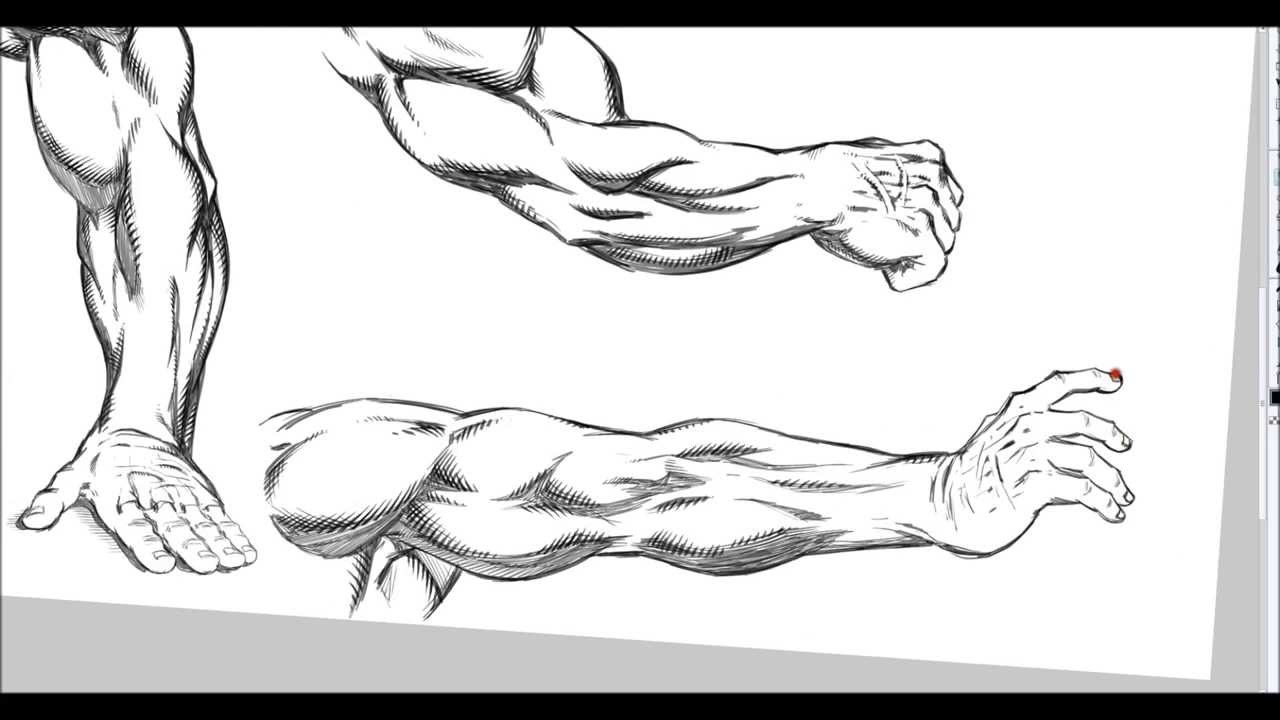 1280x720 how i practice drawing arm muscles - Muscle Arm Drawing