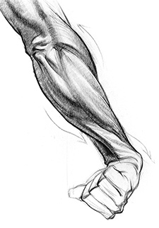 225x322 how to draw forearms arm anatomy for artists proko - Muscle Arm Drawing