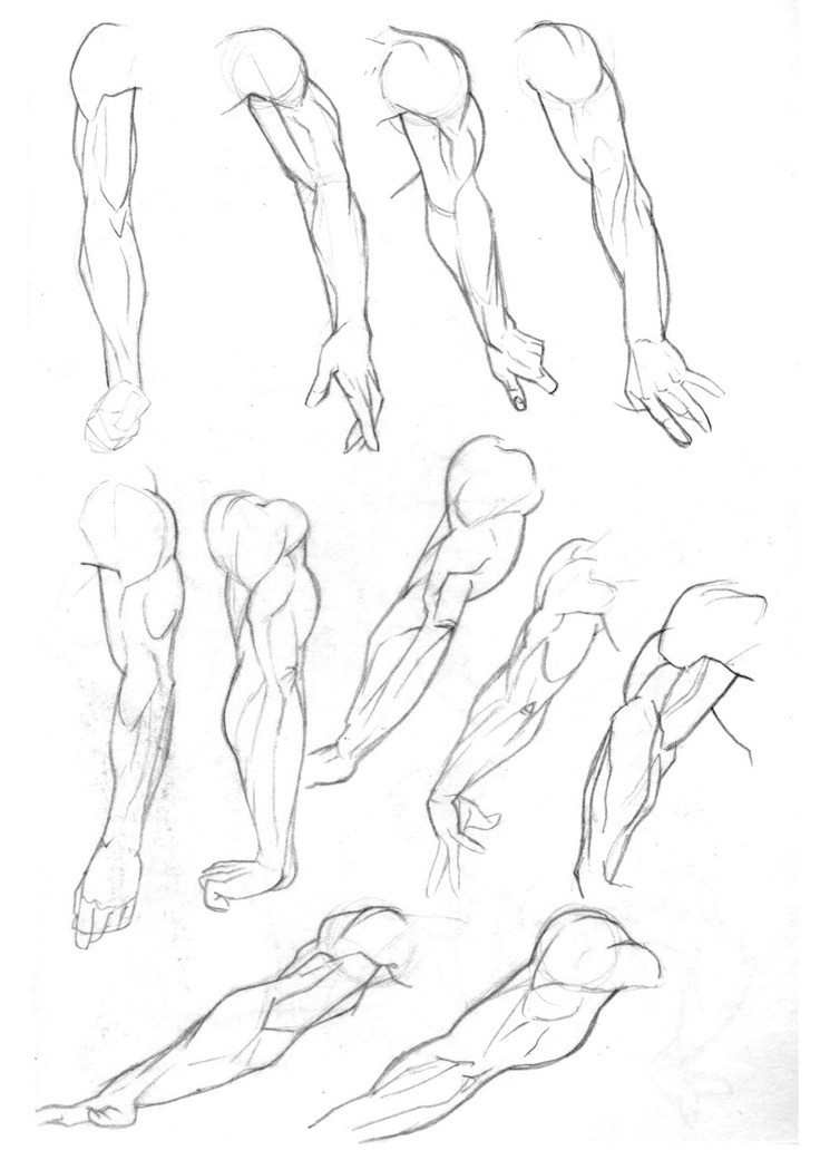 736x1041 drawing art people person arms hands draw hand human anatomy - Muscle Arm Drawing