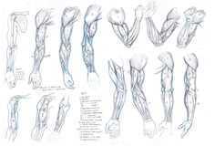 236x160 best arm anatomy - Muscle Arm Drawing