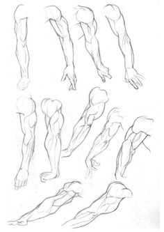 236x333 best arm drawing images in sketches, drawings, anatomy - Muscle Arm Drawing