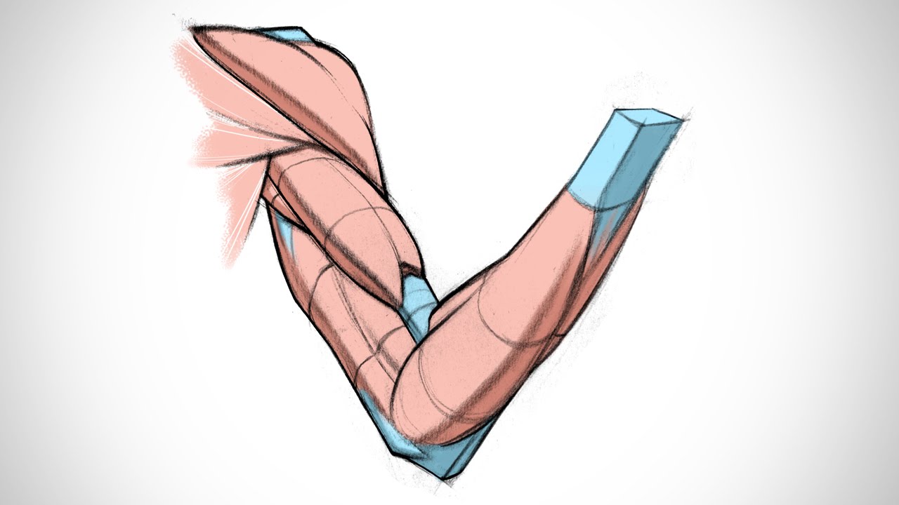 1280x720 how to design muscles and tendons - Muscle Drawing
