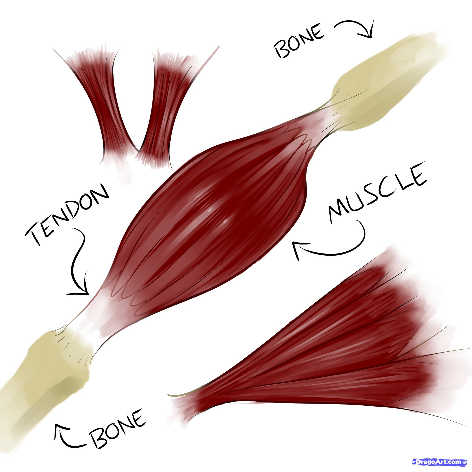 2000x2000 how to draw muscles, step - Muscle Drawing