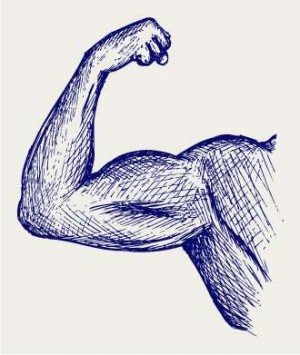 300x355 how to draw muscles a brief overview - Muscle Drawing