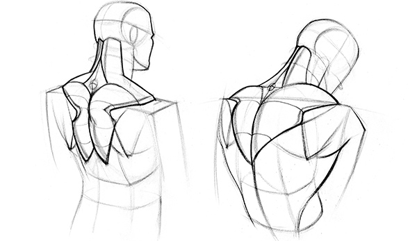 600x347 how to draw upper back muscles - Muscle Drawing