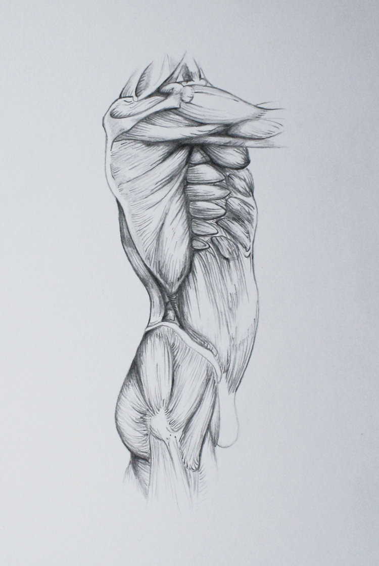 750x1119 megan mcdonald torso muscle drawings - Muscle Drawing