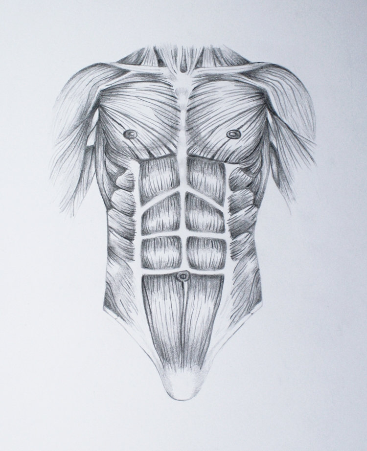 750x922 drawings of muscle things i like drawings, anatomy drawing - Muscle Drawing