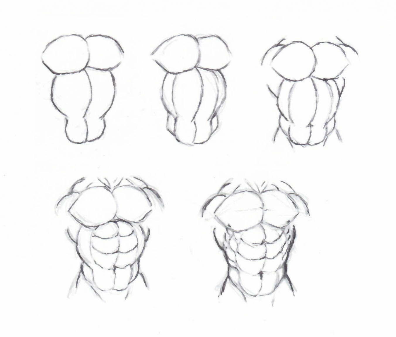 Как рисовать мускулы