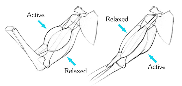 630x298 drawing muscles what you need to know proko - Muscle Drawing