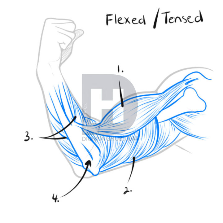 720x720 how to draw a muscle, step - Muscle Drawing