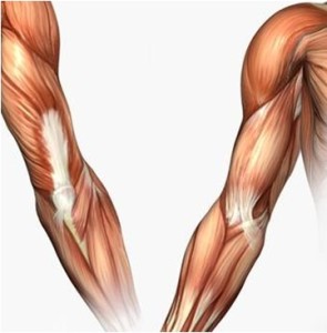 295x300 How To Draw Realistic People The One Thing You Need To Know My - Muscle Drawing