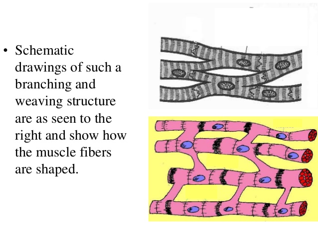 Muscle Tissue Drawing At Paintingvalley Com Explore Collection