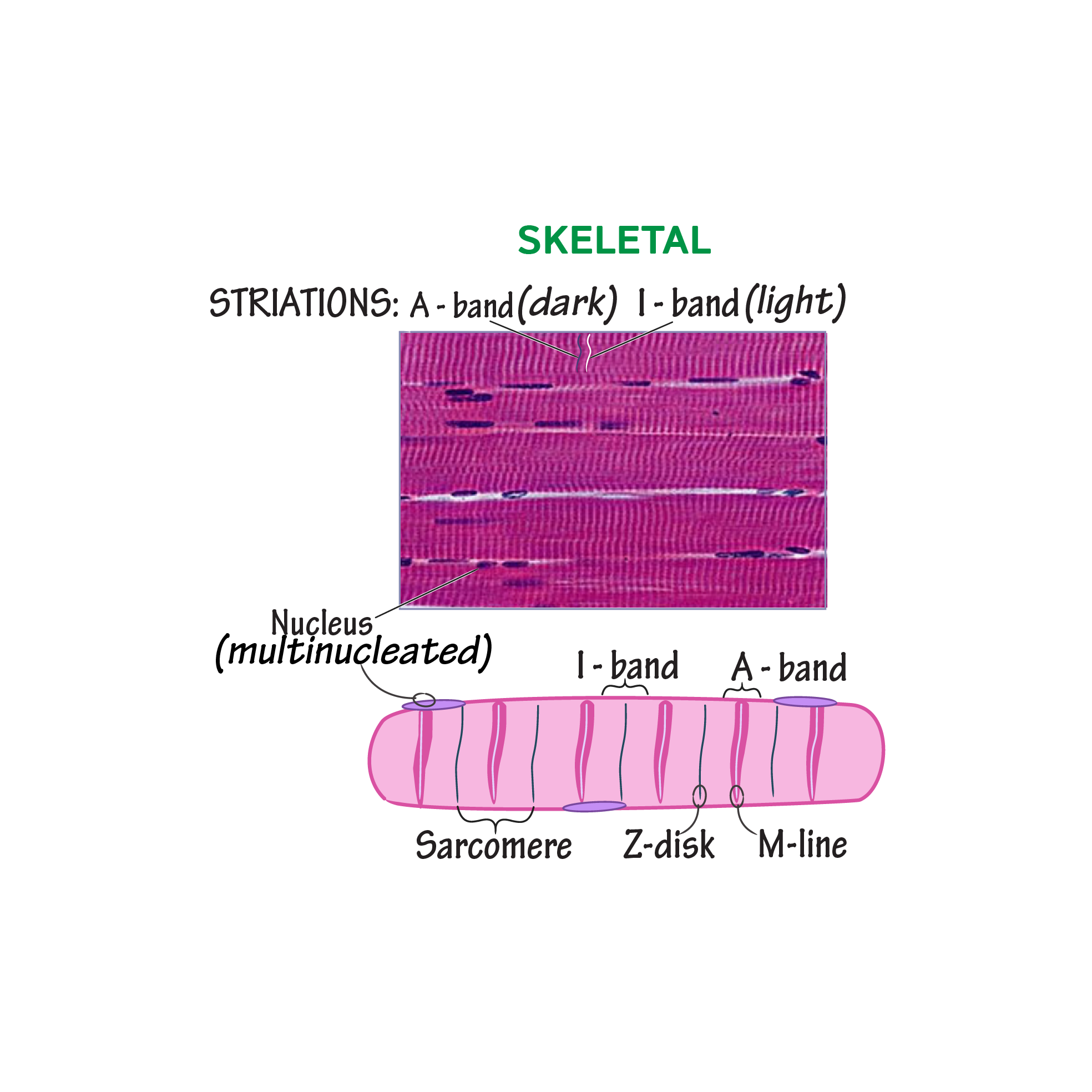 Smooth Muscle Tissue Microscope Labeled - Micropedia