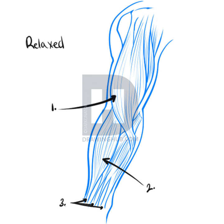 720x720 how to draw a muscle, step - Muscle Tissue Drawing