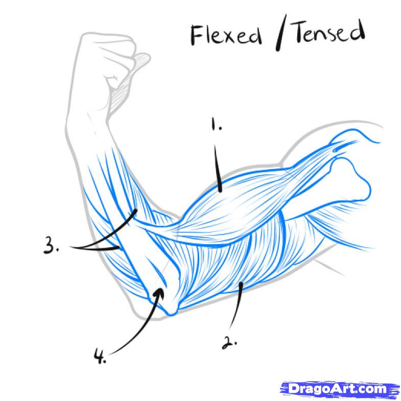 Muscle Tissue Drawing at PaintingValley.com | Explore collection of