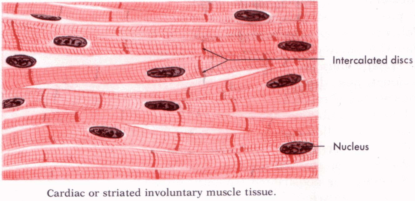 Muscle Tissue Drawing at PaintingValley.com | Explore collection of ...