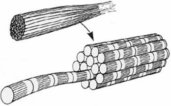 348x217 muscle tissue - Muscle Tissue Drawing