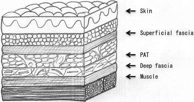 Muscle Tissue Drawing at PaintingValley.com | Explore collection of