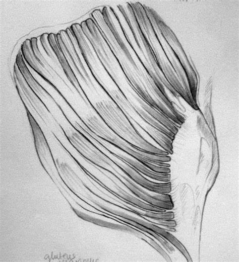 Muscle Tissue Drawing at PaintingValley.com | Explore collection of