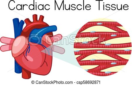 450x289 a human cardiac muscle tissue illustration - Muscle Tissue Drawing