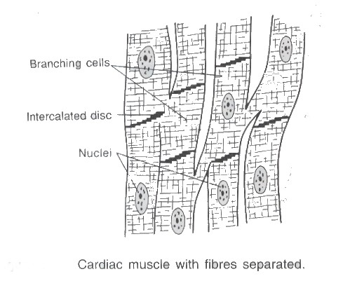 Muscle Tissue Drawing at PaintingValley.com | Explore collection of