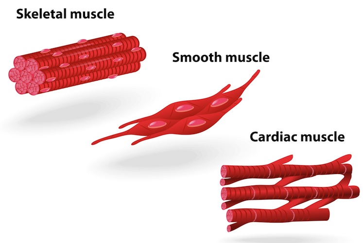 747x500 types of muscle tissue science learning hub - Muscle Tissue Drawing