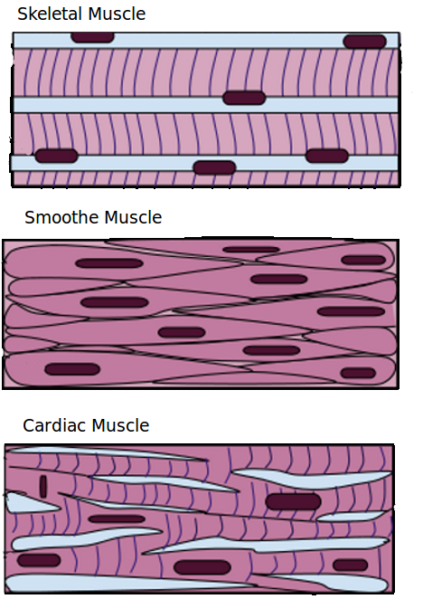 Muscle Tissue Drawing at PaintingValley.com | Explore collection of