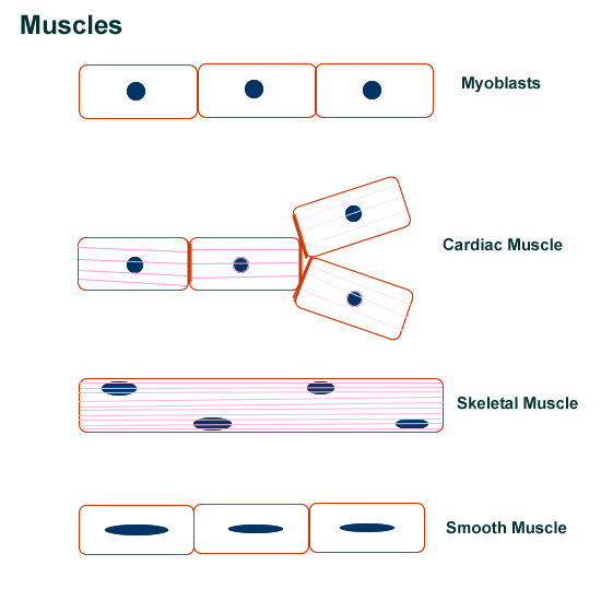 Muscle Tissue Drawing at PaintingValley.com | Explore collection of ...